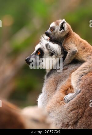 Lemure di scimmia con il bambino. Foto da animali vivi. Scimmia popolare con un bel bambino. Foto Stock