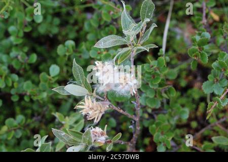 Primo piano di Salix lapponum, il salice discendente nella tundra artica Foto Stock