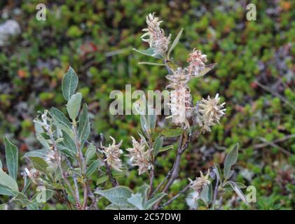 Primo piano di Salix lapponum, il salice discendente nella tundra artica Foto Stock