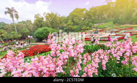 Fiori colorati in piena fioritura nel giardino tropicale, un gruppo di turisti relax sfocato negli sfondi. Doi Tung, Mae Fah Luang Giardino. Foto Stock