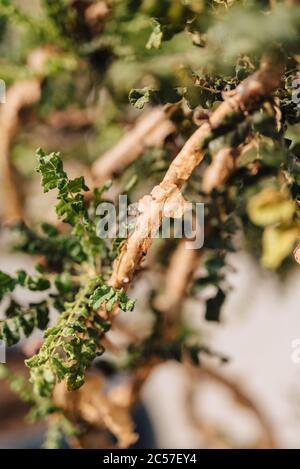 Gli alberi di Boswellia sacra (o olibanum) sono la varietà principale da cui viene prodotto il frankincenso (o 'triped', 'TAPped') in Oman Foto Stock