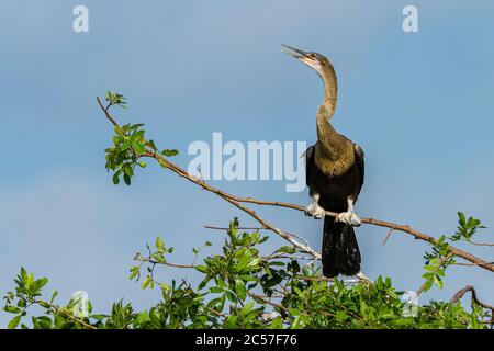 Un Anhinga (Anhinga anhinga) arroccato in un albero al rookery di Venezia, Florida, USA Foto Stock
