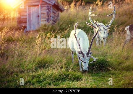 Un allevamento di renne che pascolano su una collina in Lapponia al tramonto Foto Stock