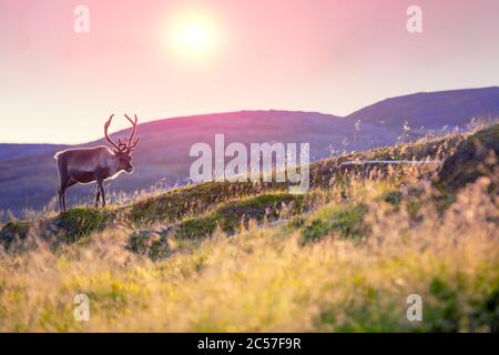 Renna pascolo su una collina in Lapponia al tramonto Foto Stock