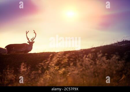 Renna pascolo su una collina in Lapponia al tramonto Foto Stock