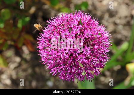 Ape su Allium viola sensazione fiore Foto Stock