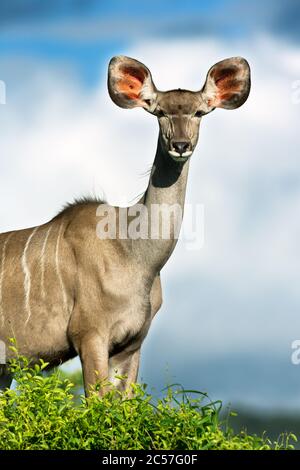 Ritratto femminile del Kudu in piedi alto e altamente allertato con il cielo come sfondo nel Parco Kruger. Tragelaphus strepsiceros Foto Stock