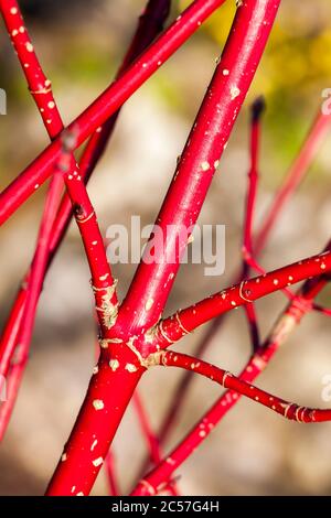 Arbusto di Cornus Alba 'Sibirica' con steli rossi di color cremisi in inverno e foglie rosse in autunno comunemente noto come dogwood siberiano Foto Stock