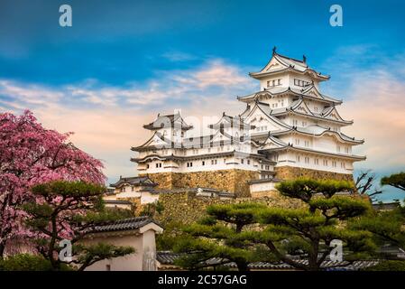 Castello di Himeji con fiori di ciliegio, Giappone Foto Stock