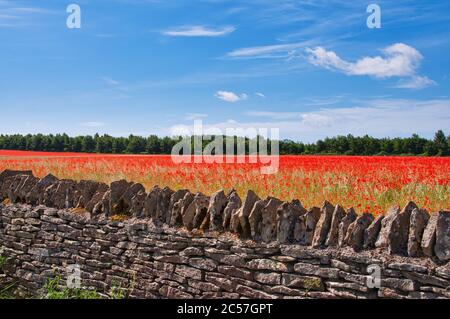 Un campo di papaveri rossi luminosi dietro un muro di pietra a secco vicino a Stow-on-the-Wold nel Cotswolds Foto Stock
