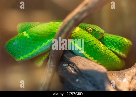 Primo piano di un serpente verde e venoso di Botriechis lateralis Foto Stock