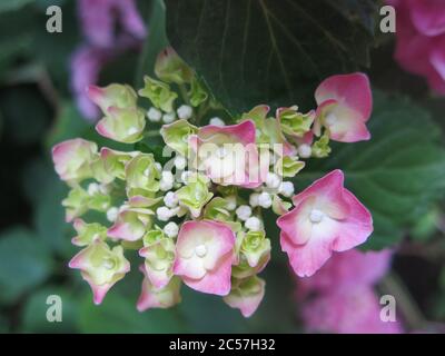 Primo piano di una testa di fiore rosa di una varietà di lacecap di idrangea macrophylla Foto Stock