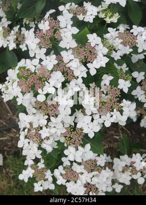 Teste di fiore bianche multiple in piena fioritura di una varietà di lacepa ornamentale di Hydrangea macrophylla. Foto Stock