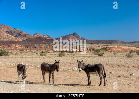 Asino pascolo nel vasto e desolato paesaggio desertico della montagna di Brandberg, Namibia. Foto Stock