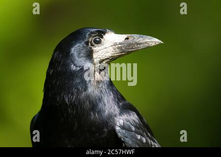 UCCELLO. Rook, studio principale, adulto, estate, surrey, Regno Unito Foto Stock