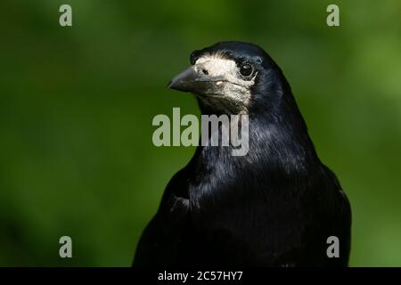 UCCELLO. Rook, studio principale, adulto, estate, surrey, Regno Unito Foto Stock