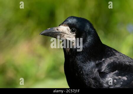 UCCELLO. Rook, studio principale, adulto, estate, surrey, Regno Unito Foto Stock