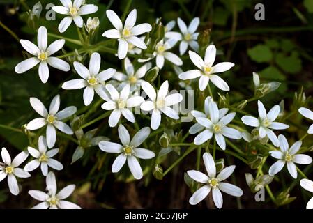 Comune Star-of-Betlemme, Ornithogalum umbellatum, alias Giardino Star-of-Betlemme, Grass Lily, NAP-at-Noon o Eleven-o'clock Lady Foto Stock