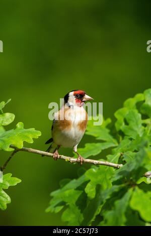 Goldfinch, ritratto, in un albero di quercia, primavera, surrey UK Foto Stock