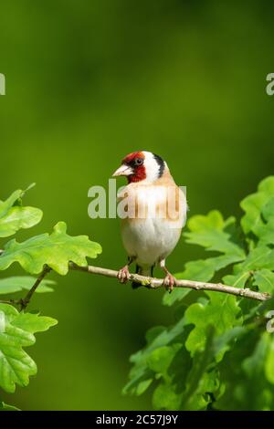 Goldfinch, ritratto, in un albero di quercia, primavera, surrey UK Foto Stock