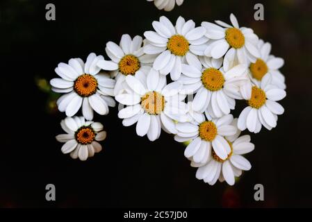 Fiori bianchi di Camomilla di mais, Anthemis arvensis, aka Mayweed, camomilla scorsante o camomilla di campo Foto Stock