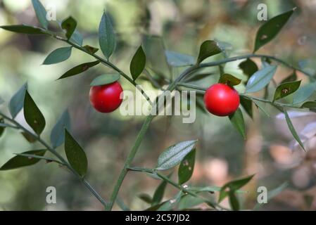 Berries rosso o frutta di macellaio-scava o scava di macellaio Ruscus aculeatus Foto Stock