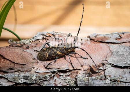 Un grande e bel barbeuto longhorn (Monochamus sutor, Cerambycidae) seduto su un tronco Foto Stock