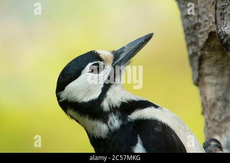 Great Spotted Woodpecker, femmina, studio principale, al buco del nido, betulla d'argento, surrey UK Foto Stock