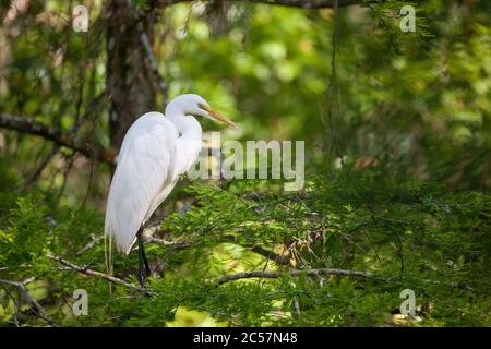 Un grande egreto si trova arroccato in un albero nel grande rifugio cipresso nazione, Florida, Stati Uniti Foto Stock