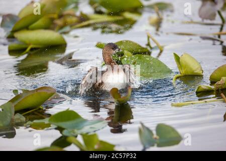 Un'avidità fatturata si lava nelle acque del parco nazionale delle everglades della Florida, Florida, USA. Foto Stock