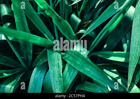 Foglie verdi closeup Foto Stock