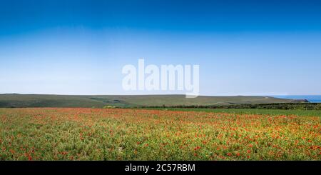 Una vista panoramica della vista spettacolare di un campo di papaveri comuni rhoeas papaver che cresce come parte del progetto campi arabili su Penentire Point We Foto Stock