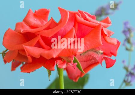 Una bella bruco sui petali di una rosa di tè ibrido. Foto Stock