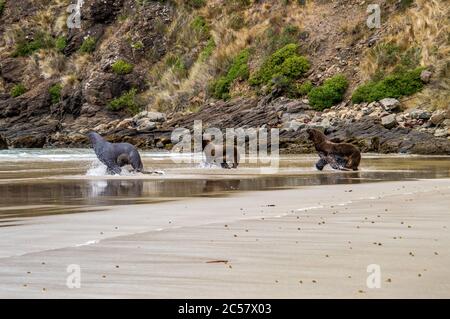 Hooker's Sea Lions che si accoppiano a Cannibal Bay Nuova Zelanda Foto Stock