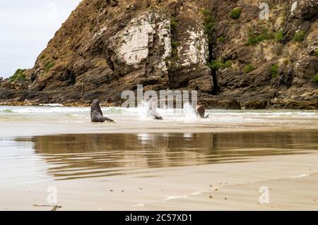 Hooker's Sea Lions che si accoppiano a Cannibal Bay Nuova Zelanda Foto Stock