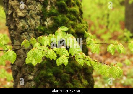 Foglie di faggio giovani sullo sfondo di un tronco di betulla muschio, una giornata piovosa nella foresta primaverile, uno spazio vuoto Foto Stock