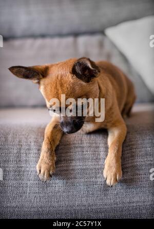 Fuoco selettivo sul naso di una bella chihuahua sdraiata su un divano grigio. Sfondo sfocato. Foto Stock