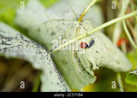 Ladybird e un ladybird caterpillar sul lato inferiore della foglia di nasturzio coperto di afide, giardino urbano, Londra del Nord, Regno Unito Foto Stock