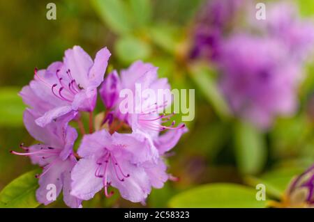 Fiore rosa rododendro in fiore su sfondo floreale verde con spazio copia. Rhododendron Catawbiense grandiflorum. Foto Stock