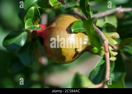 Melograno verde. Un piccolo melograno, immaceo. Un melograno immaceo appeso ad un ramo. Foto Stock