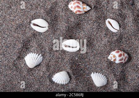 Conchiglie che giacciono nella sabbia. Disegno di shell. Ora legale. Spiaggia e sabbia. Rilassatevi sulla spiaggia. Foto Stock