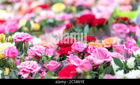 Serra con rose, negozio di giardino che vende bouquet e piantine di rose diverse. Messa a fuoco selettiva, sfondo sfocato. Mercato dei fiori Foto Stock