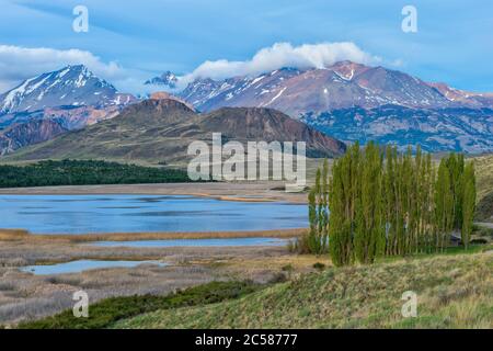 Alberi di pioppo di fronte alle Ande, Patagonia National Park, Chacabuco valle vicino Cochrane, Aysen Regione, Patagonia, Cile Foto Stock