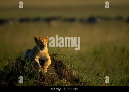 La leoness con la luce di arresto si trova sul tumulo di termite Foto Stock