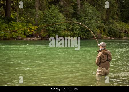 Un uomo si è agganciato in un salmone su una canna di mosca, con la canna piegata, mentre guado nel fiume Kitimat verde profondo nella Columbia Britannica, Canada. Foto Stock