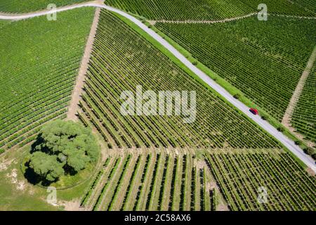 Veduta aerea del cedro del libano sulla collina di Monfalletto, la Morra città. La Morra, regione vinicola Barolo, Langhe, Piemonte, Italia, Europa. Foto Stock