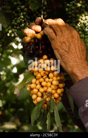 Le mani di un uomo di fattoria appendono ciliegie multicolore sull'uva Foto Stock