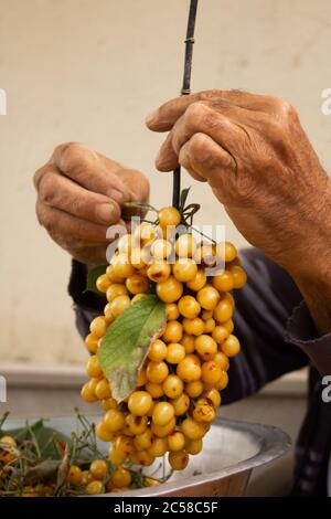 Le mani di un uomo di fattoria appendono ciliegie multicolore sull'uva Foto Stock