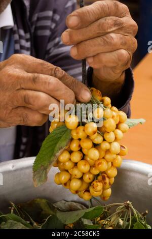 Le mani di un uomo di fattoria appendono ciliegie multicolore sull'uva Foto Stock