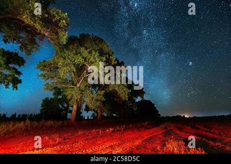 Milky Way Galaxy in cielo stellato notte sopra l'albero nella foresta estiva. Stelle incandescenti sopra il paesaggio. Vista dall'Europa Foto Stock